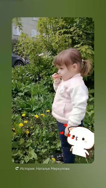 Одуванчики