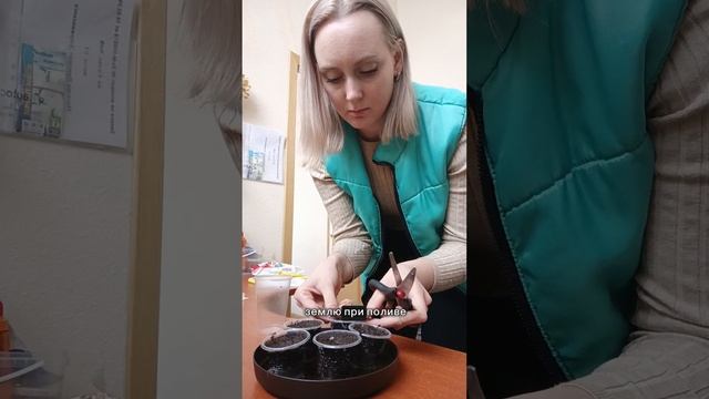 Как и во что посеять эустомы (лиззиантус). Пошаговая ин