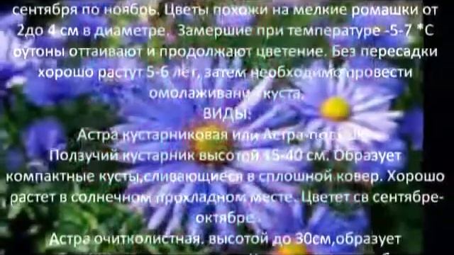 Многолетние цветы для сада. Астра многолетняя