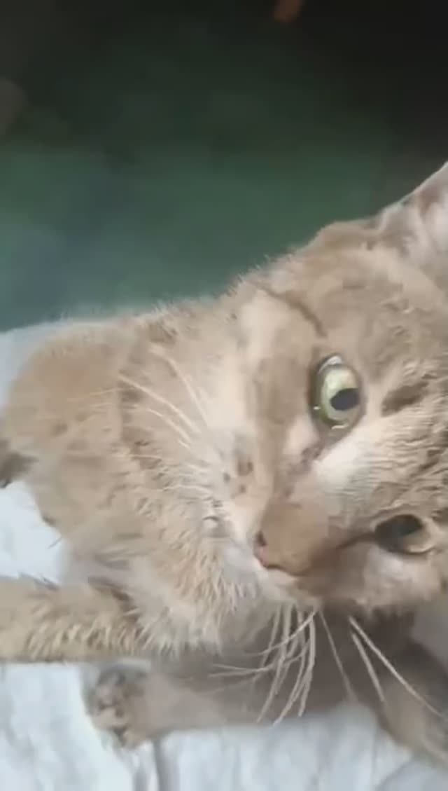 Кошечка погибает