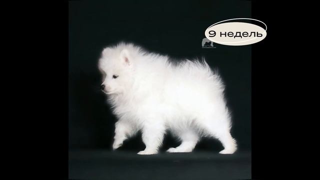 Щенок Японского Шпица, Доник Стайл Эйнштейн