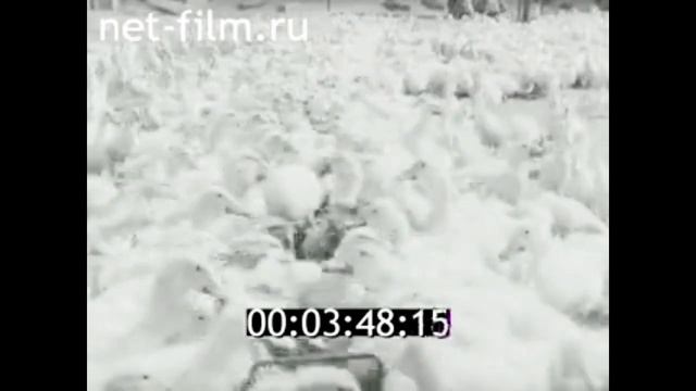 1984г. Ачинск. глинозёмный комбинат. подсобное хозяйств?