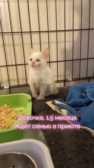 белый котёнок с голубыми глазами ждёт семью в приюте 💔