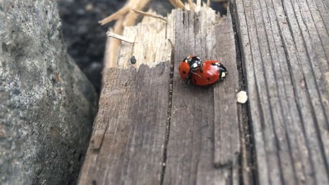 Как сношаются божьи коровки 🐞! Это прикол!