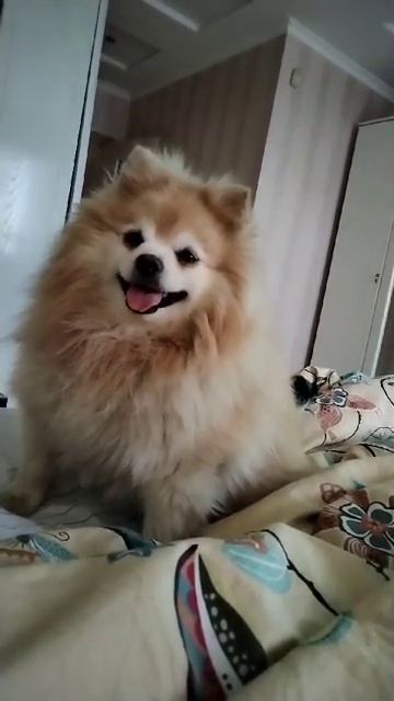Доброе утро, пошли гулять.🐩😍