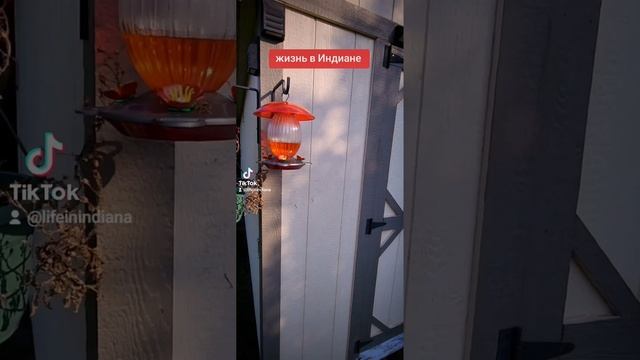 Шашлык из креветок.