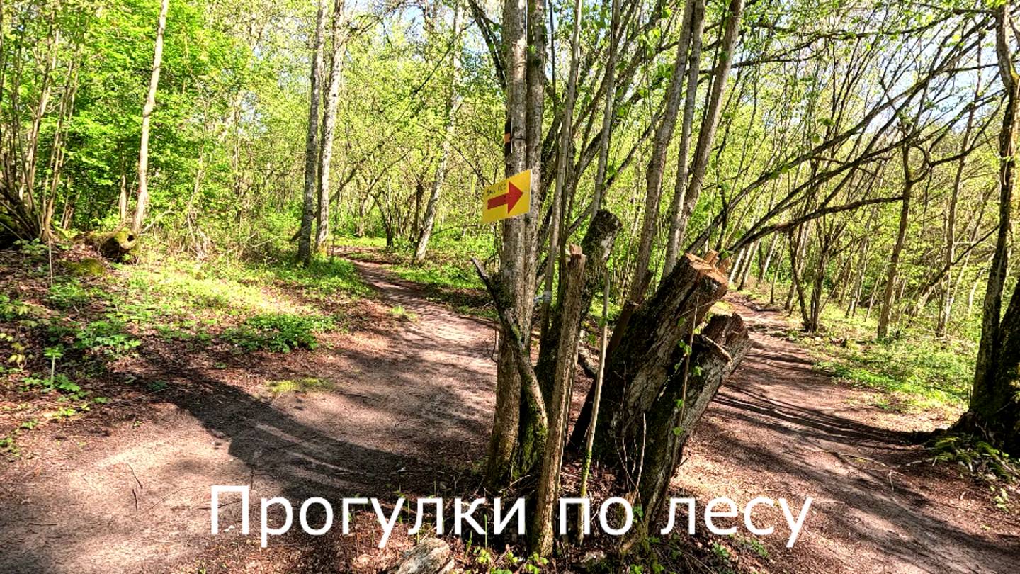 Прогулки по лесу. По тропинке с горки вниз.