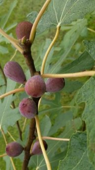 Инжир Бианка Черная для квартир и балконов Ростов-на-Дону | Россия | Small Gardens