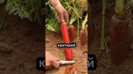 #микроскоп #наука #микромир #подмикроскопом #интересно