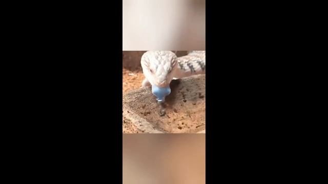 Приколы с животными