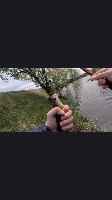 нашел окуня