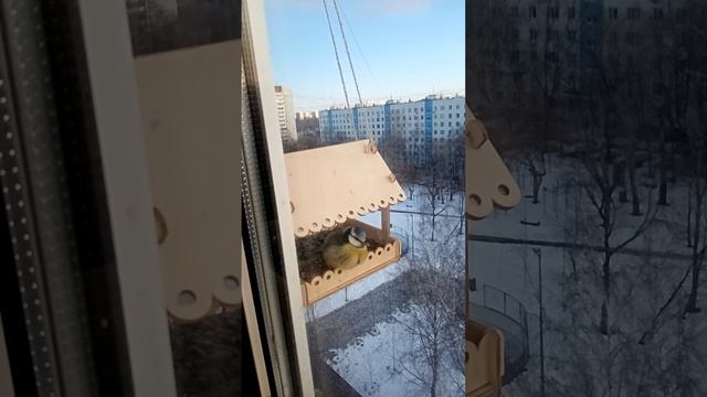 Синичка в кормушке  январь 2024