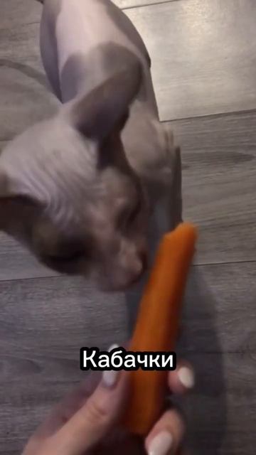 Что можно кошкам из человеческой еды?🤔🍕 #cat #catsfacts