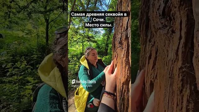 Самая древняя секврйя в Сочи. #секвойя #место силы #молитва #shortvideo #shorts