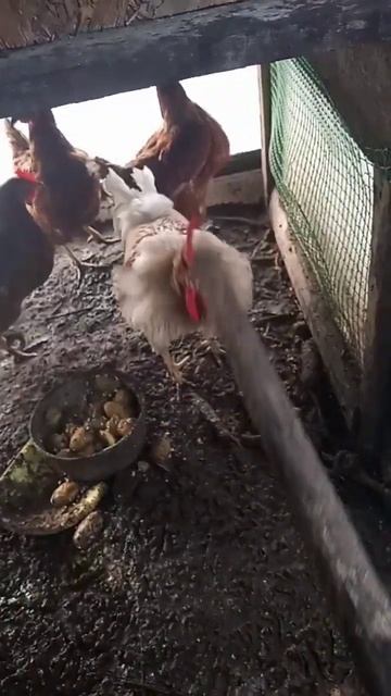 Петух вернулся в большой курятник