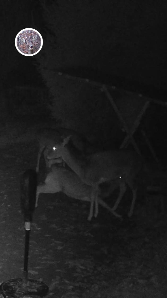 олененок добрался до молочка #лань #животные #deervader