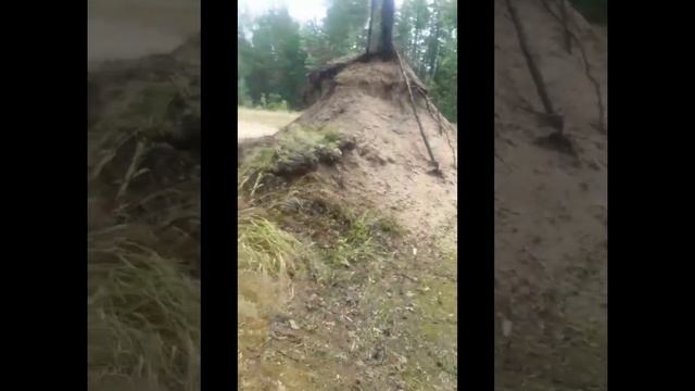 Первые грибочки в августе 2024г!!!