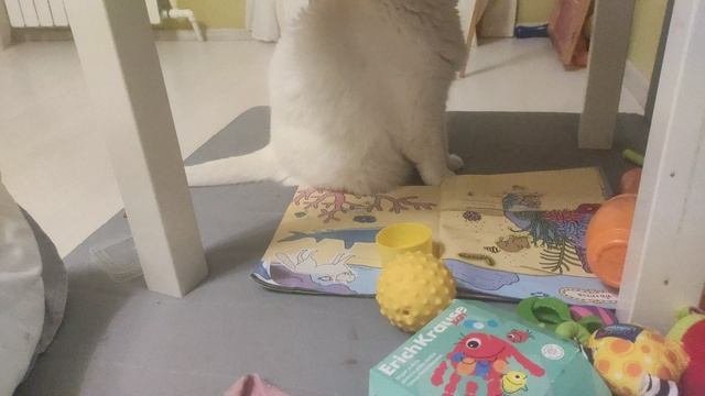 зевсик котик.