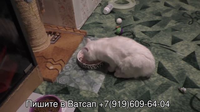 Котенок Снежок ищет новый дом