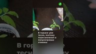 Как спасти вытянувшуюся рассаду: проверенный способ пересадки помидоров