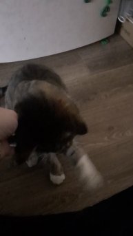 Кот Бакс. В 5 лет ещё котёнок.