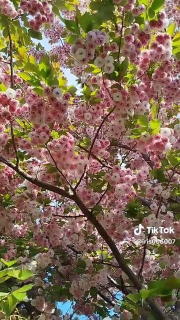 Весенняя сакура