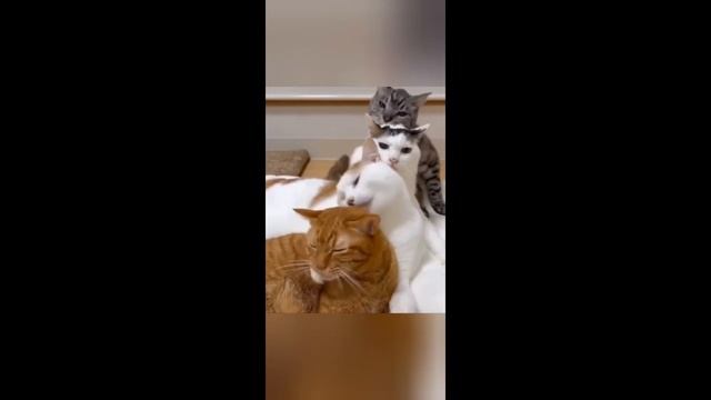Приколы с животными