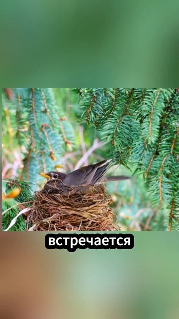 Красногрудый кустарниковый певчий: Самый красивый пе?