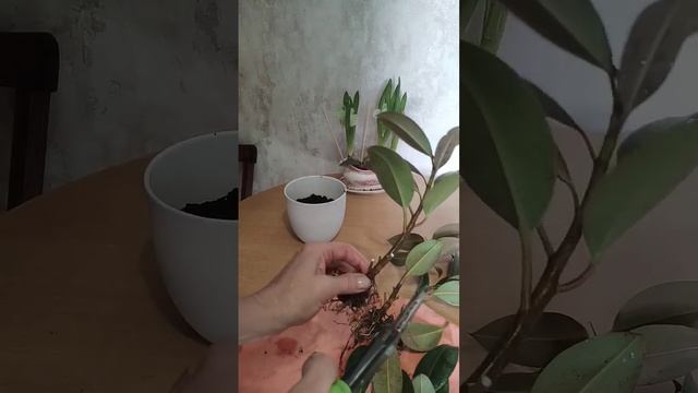 Фикус Мелани, подрезка корней, пересадка 3 х отростков