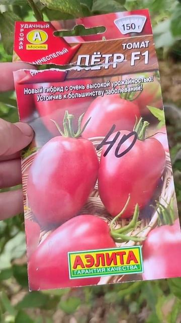 Что важно запоминать в названии семян томатов.