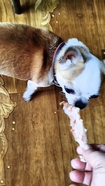 У Сени сегодня вкусный, копченый хрящик.