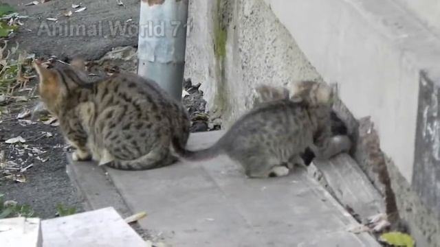 Весёлые котята.