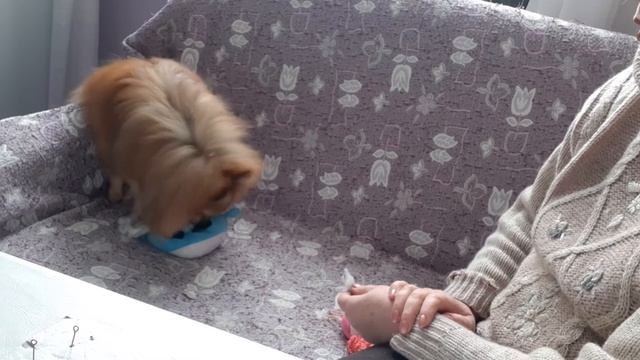 Мой шпиц Ева не дает ремонтировать игрушку