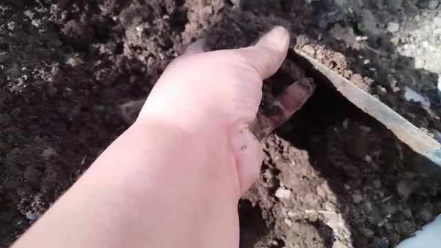 Дождевые черви съели огурцы.