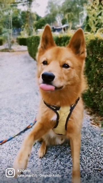 Милый финский шпиц ❤️ #hundeblog #finnishspitz #lovelydog #suomenpystykorva
