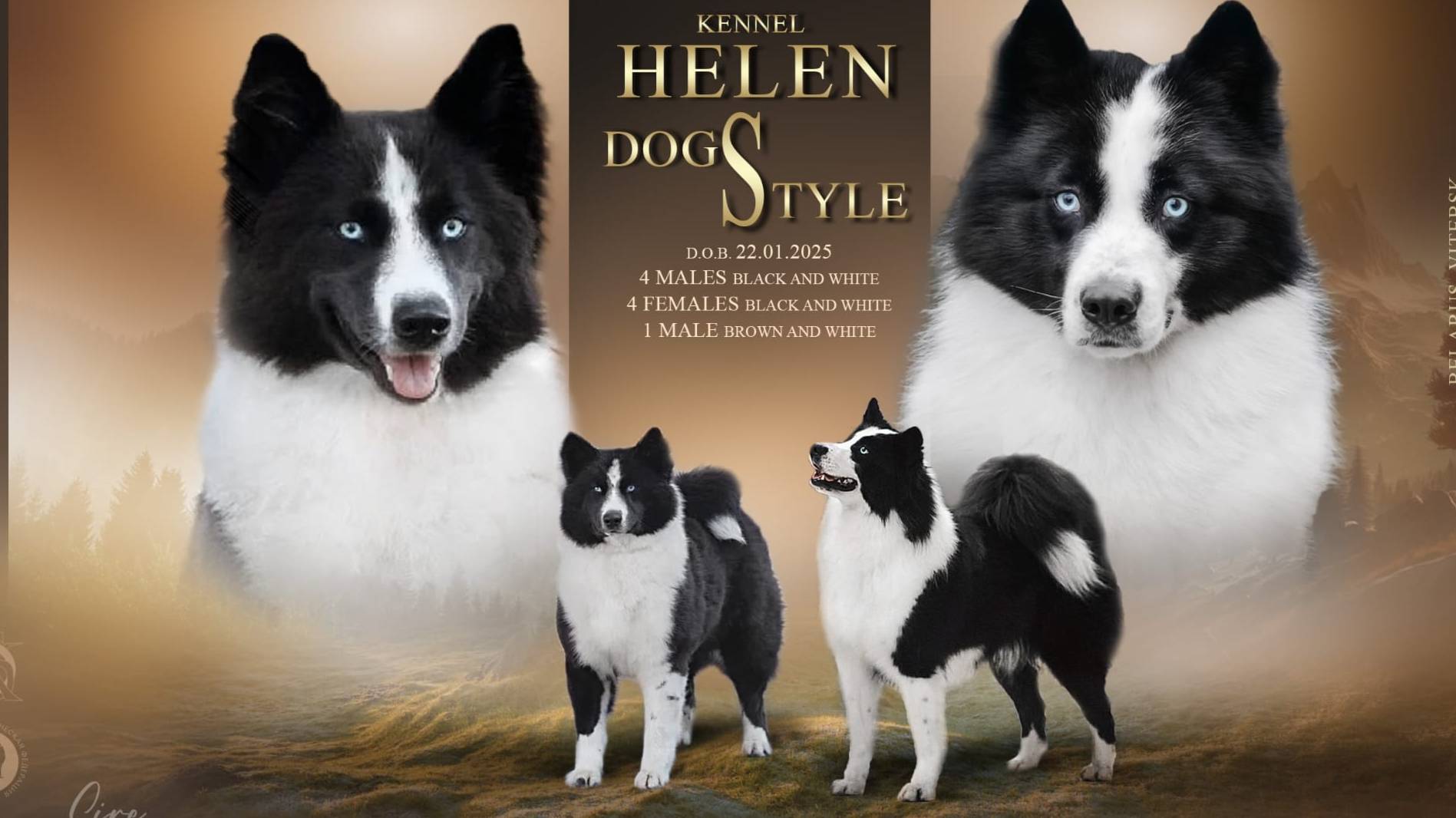 📞+375 29 895-32-54 Щенки Якутская лайка "HELEN DOG STYLE"