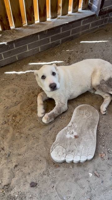 Алабай приехал домой