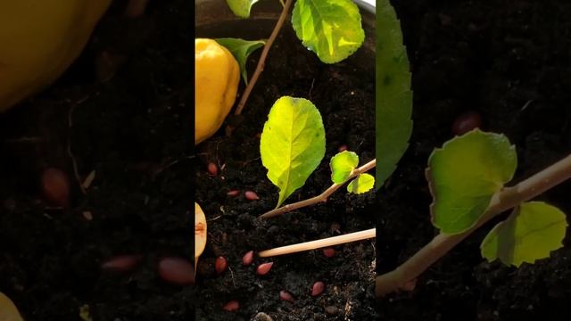 ВЫРАЩИВАЕМ КУСТАРНИКИ ИЗ СЕМЯН И ЧЕРЕНКОВ