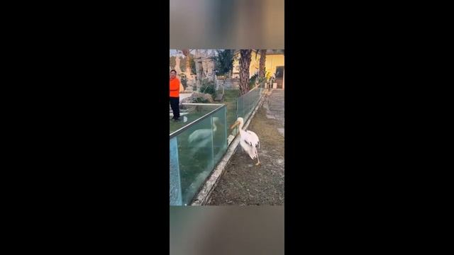 Приколы с животными