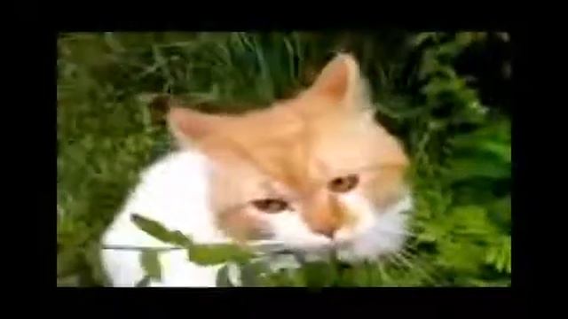 Кошачья жизнь не сахар! Мега смешное видео про котов!