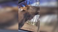Приколы с животными