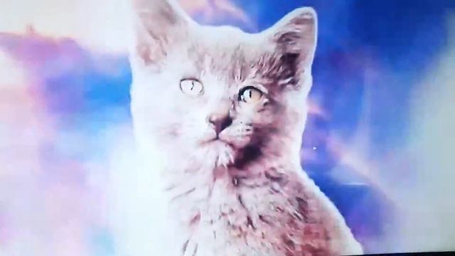 Котята прикольно поют