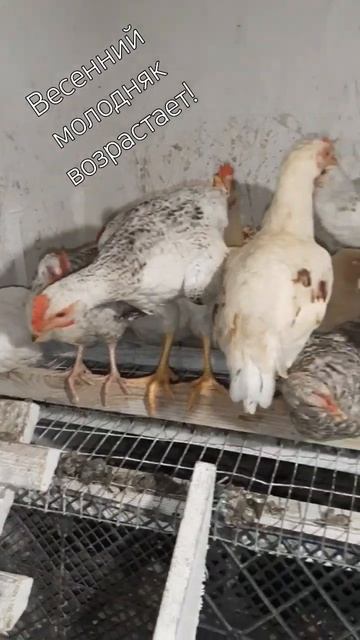 Весенний молодняк в конце августа! #курынесушки #chick #к?