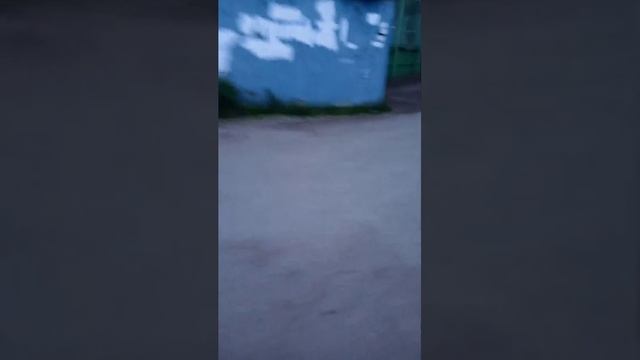 вечерний город в поисках ёжика