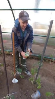 Как добиться хорошего урожая томатов
