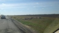 + Лошади и овцы в степях Казахстана (5) — к1