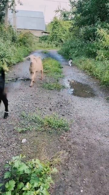 Болею #жизнь #влог #обзор #тестирую #хобби #vlog #животные