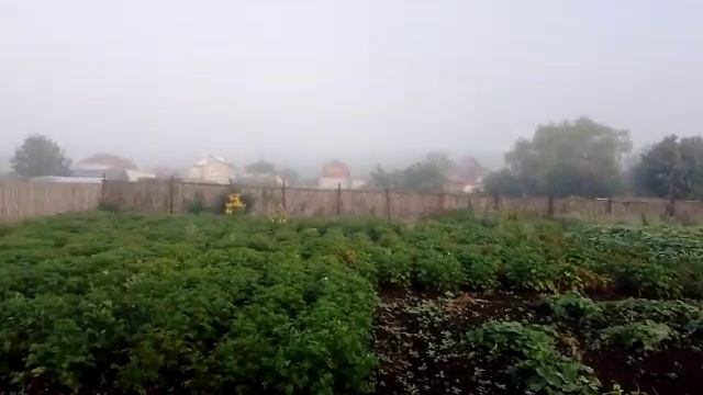 в кургане сильный туман 🌁 и это плохо 🤢