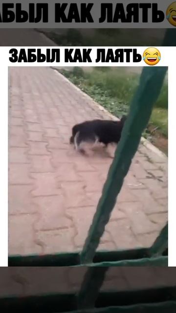 забыл как лаять🤣