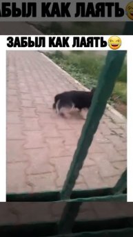 забыл как лаять🤣